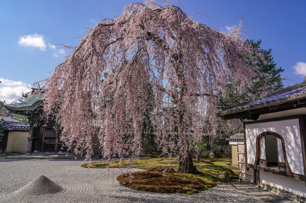 枯山水に枝垂桜