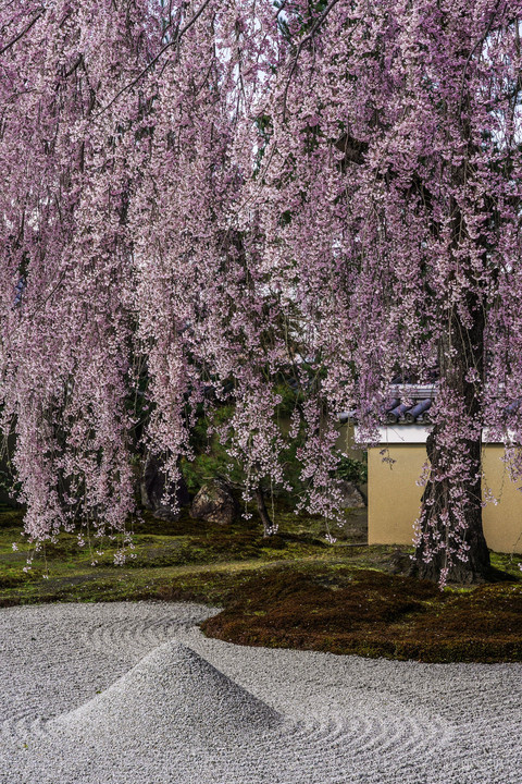 枯山水に枝垂桜