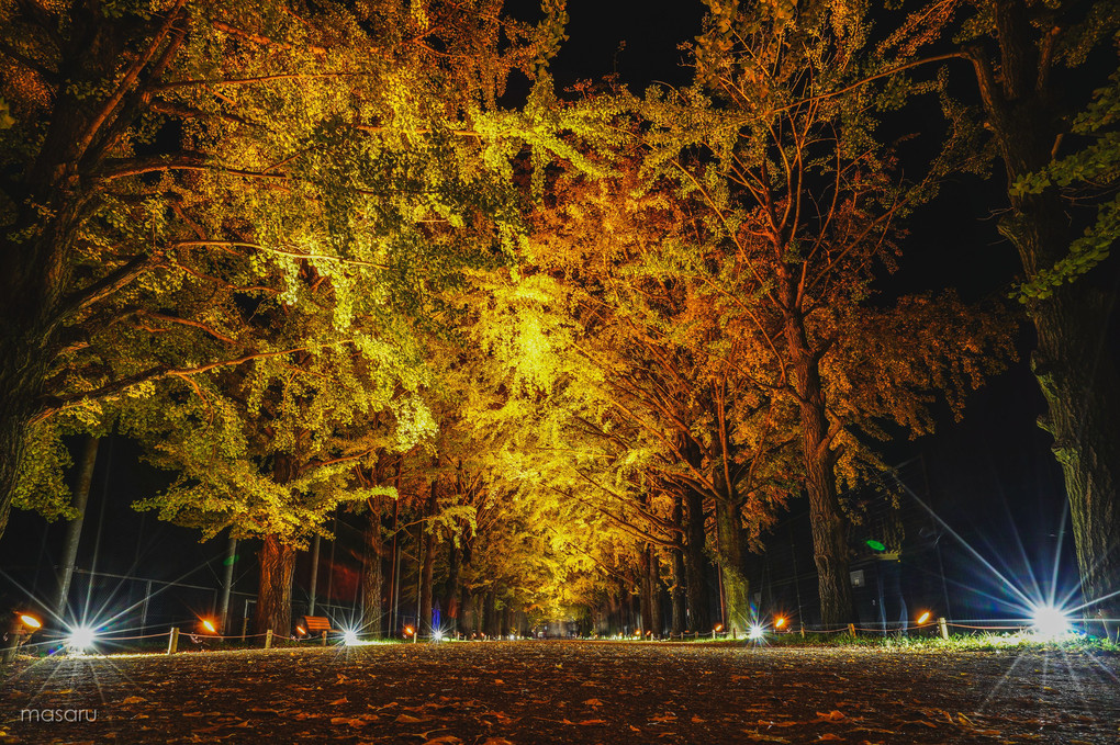 黄葉夜 - 秋の夜散歩