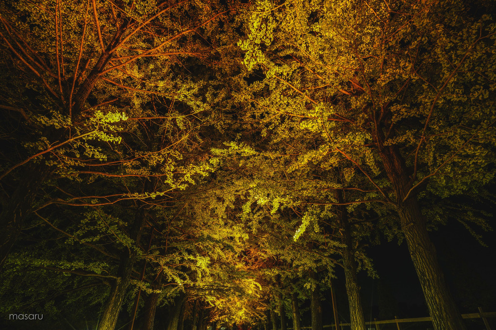 黄葉夜 - 秋の夜散歩