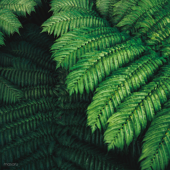 真冬の熱帯植物 