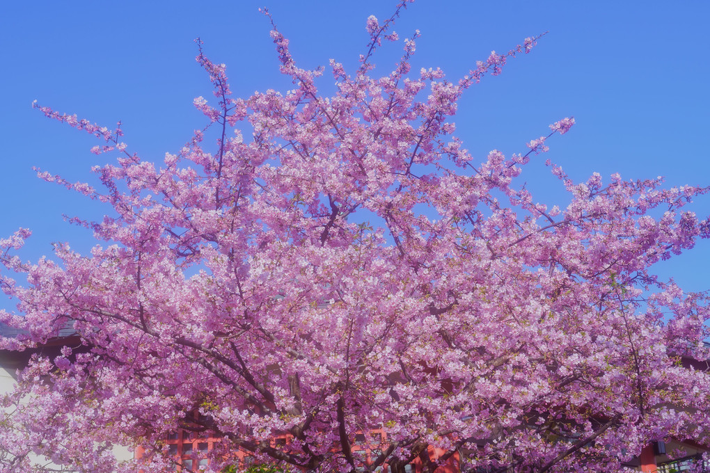 河津桜、近所のお寺に咲く。