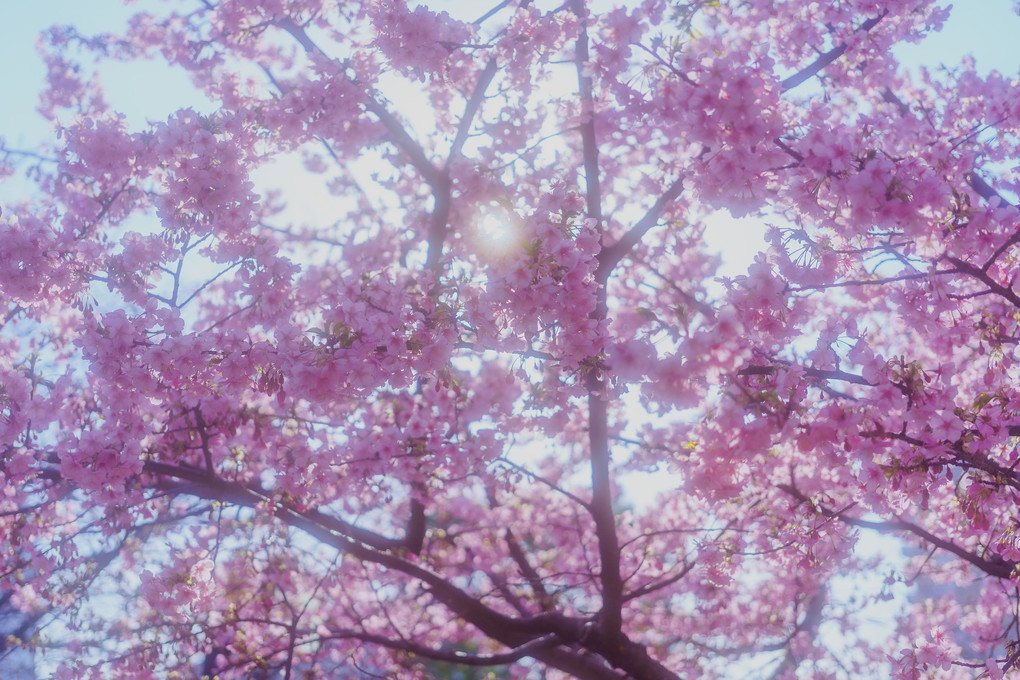 河津桜、近所のお寺に咲く。