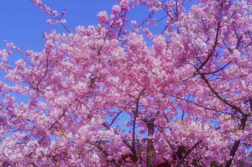 河津桜、近所のお寺に咲く。