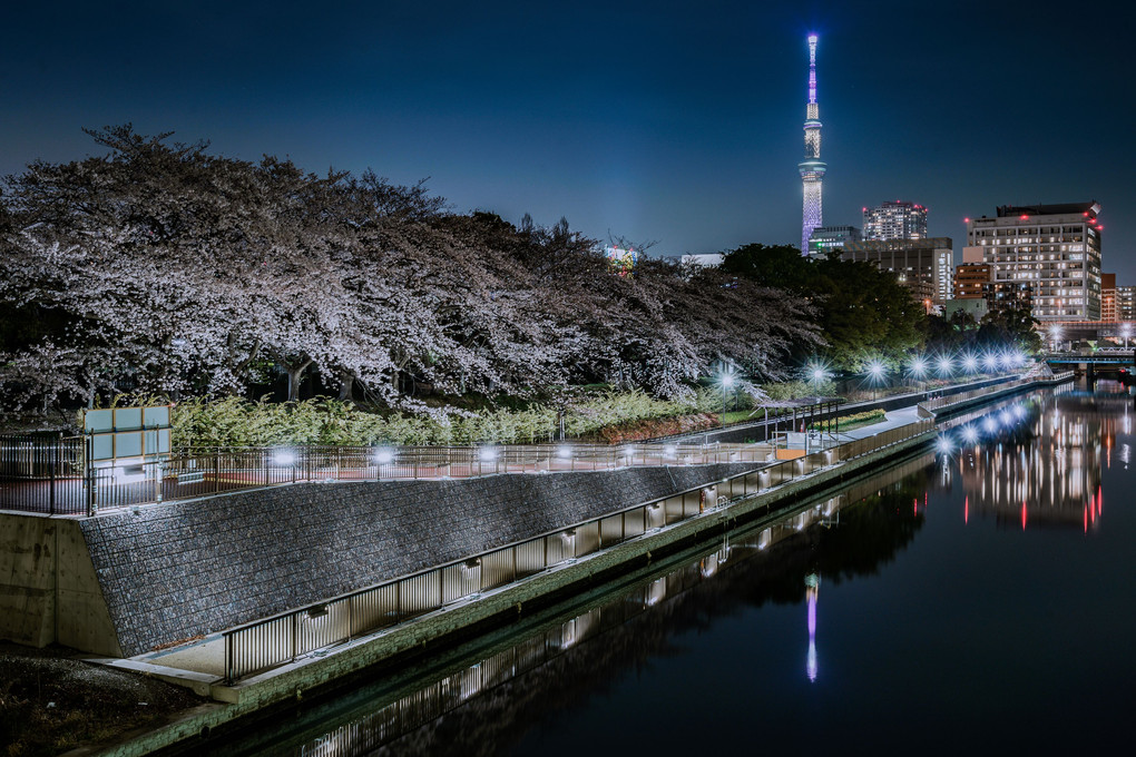 桜と川、塔と夜。
