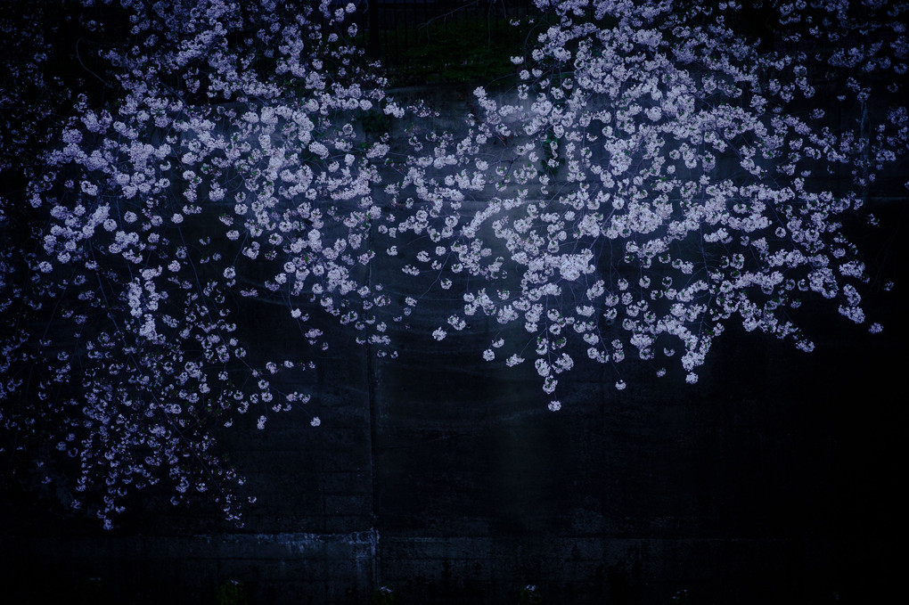 浮桜