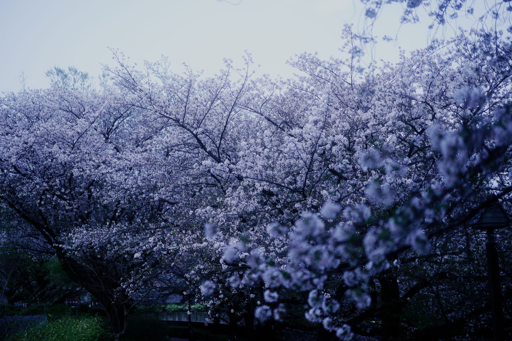 浮世桜
