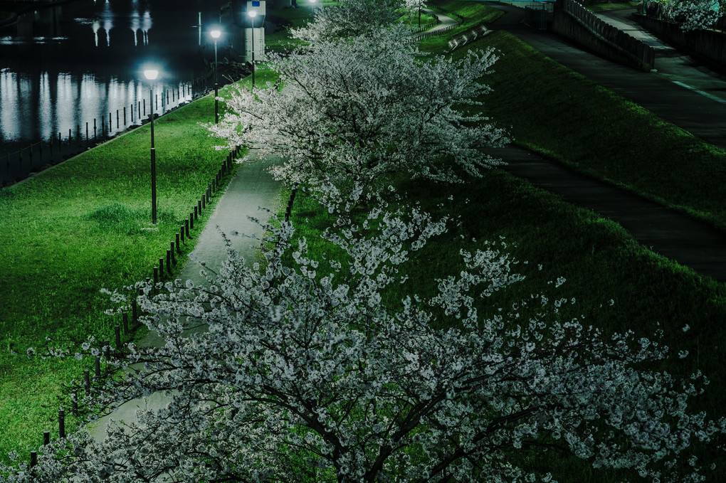 街の夜の桜