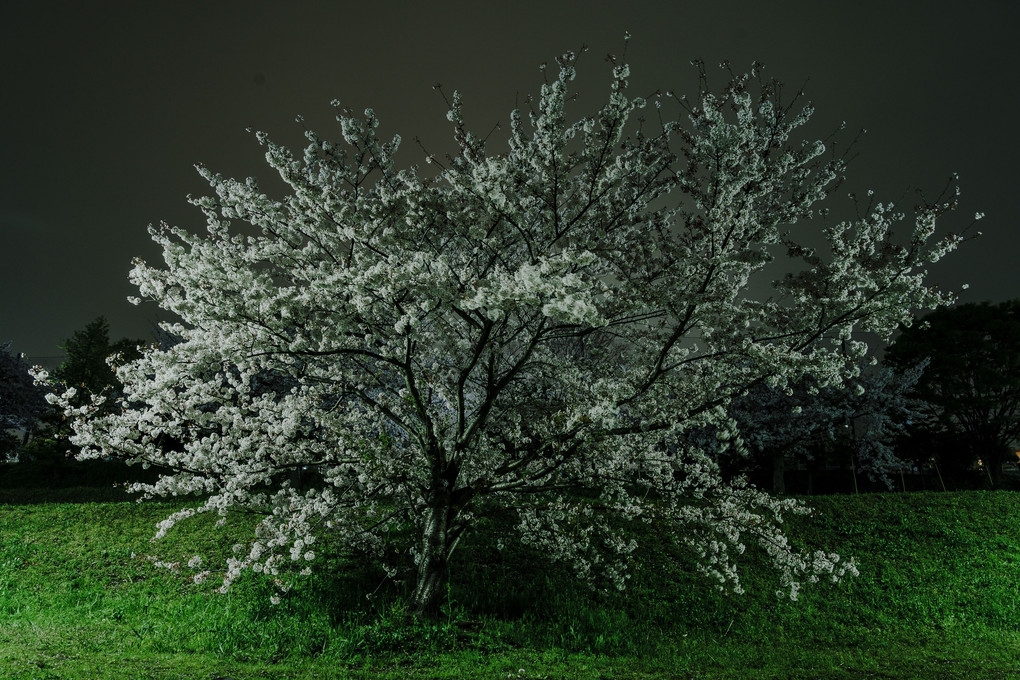 街の夜の桜