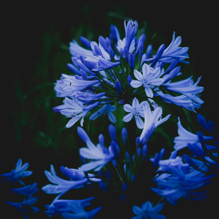 Blue For You 