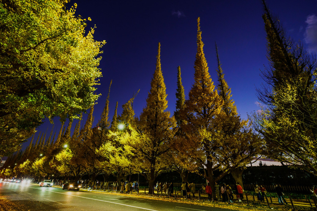 Autumn Street Night - ASN