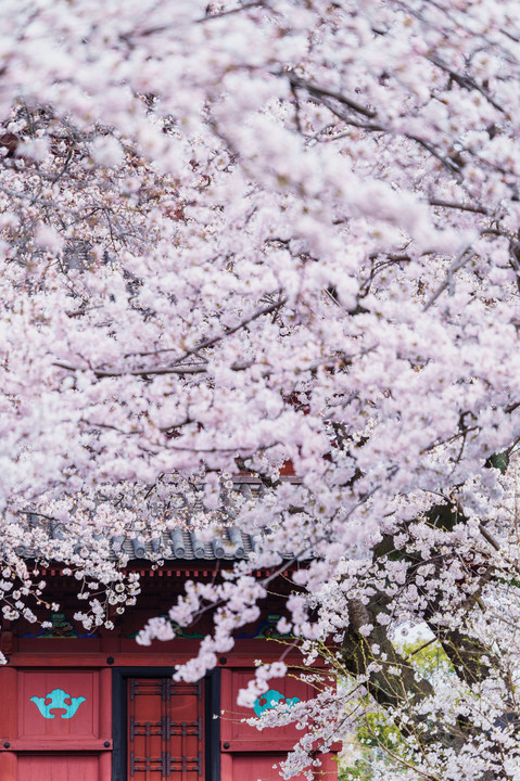 桜伽藍 - 池上本門寺
