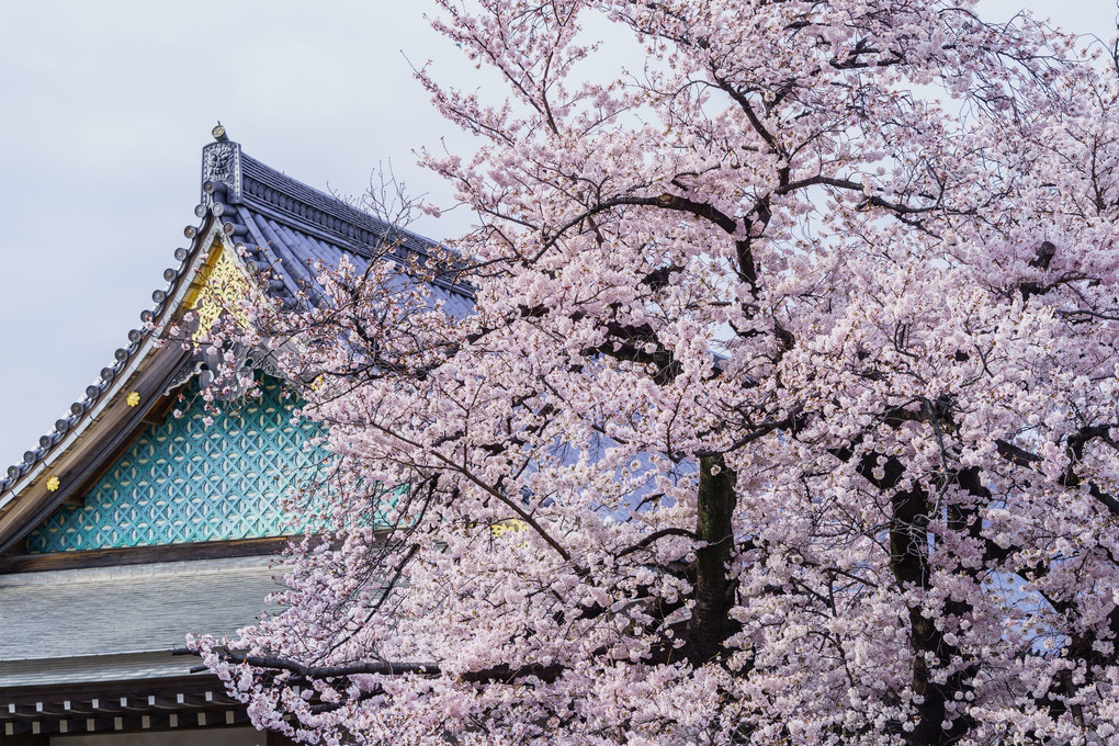 桜伽藍 - 池上本門寺