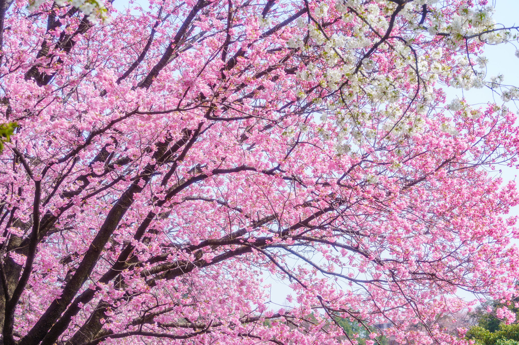 桜の詩、新宿御苑。
