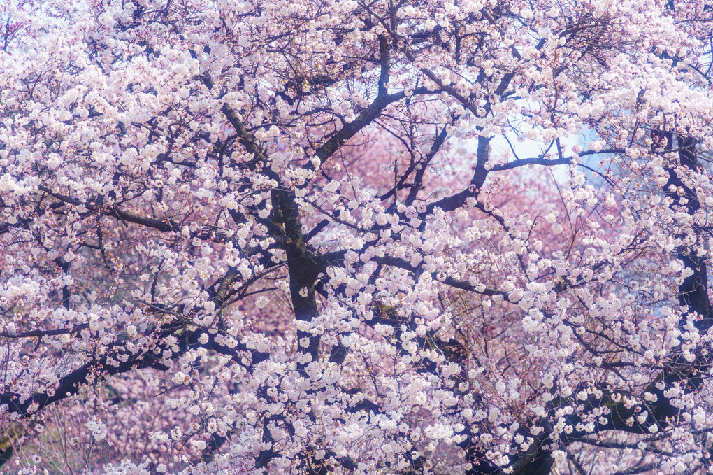 桜の詩、新宿御苑。