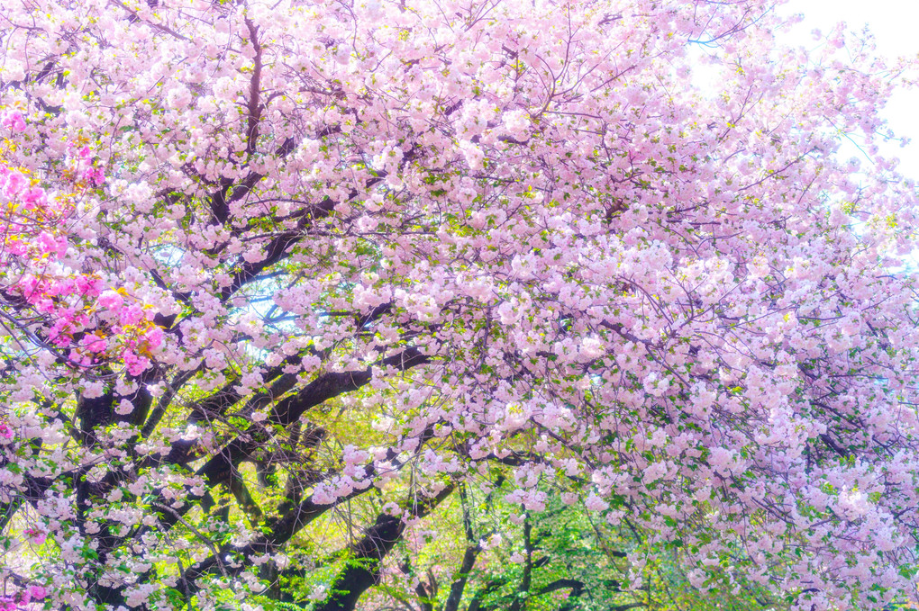 桜流 - sakura falls