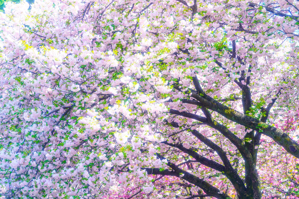 桜流 - sakura falls