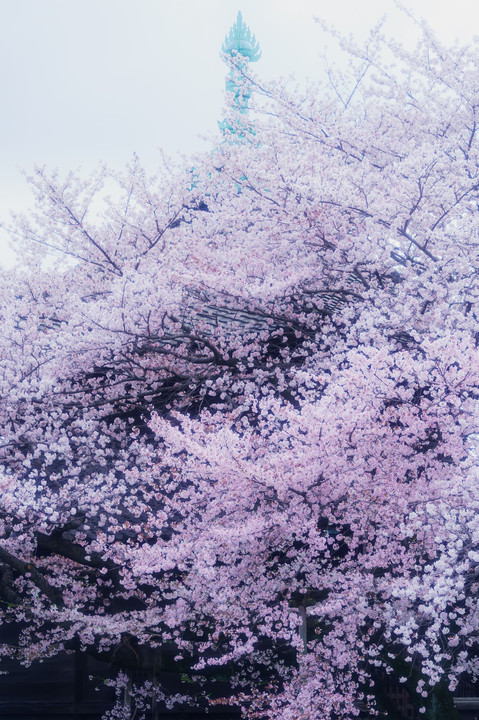 桜に枝垂れる寺、吉祥寺。 