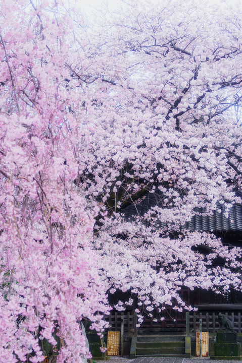 桜に枝垂れる寺、吉祥寺。 
