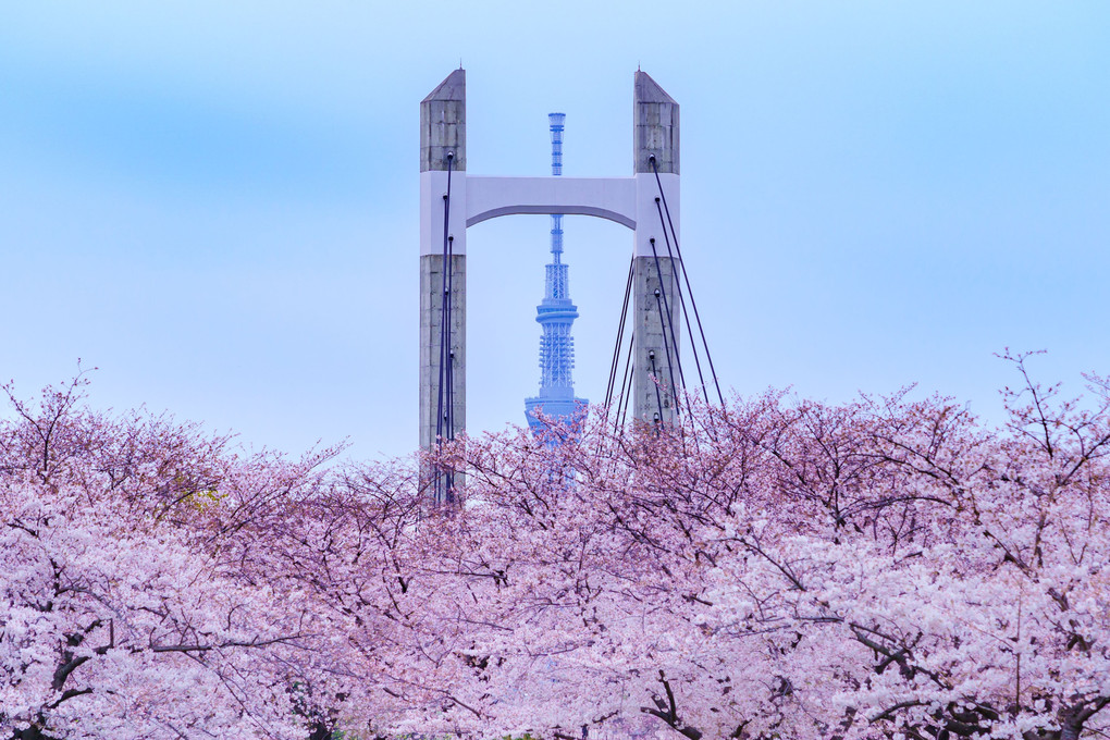 桜雲海橋塔