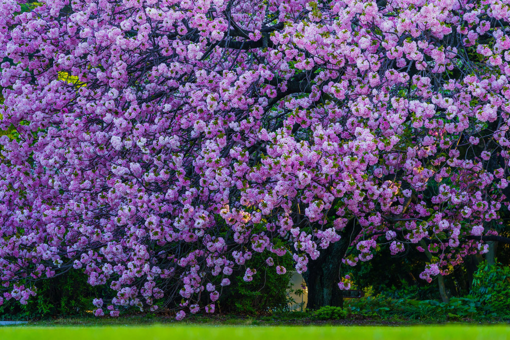 八重桜の詩 - 新宿御苑