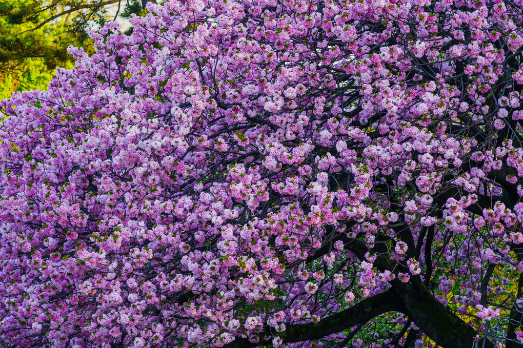 八重桜の詩 - 新宿御苑
