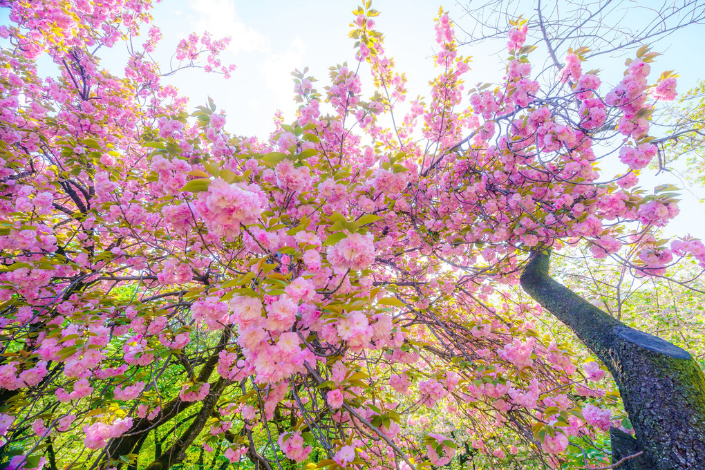 横溢、八重桜。