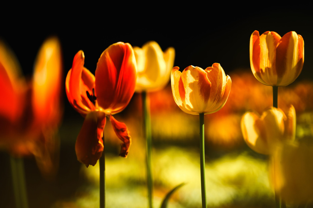 Tulips in the Dark