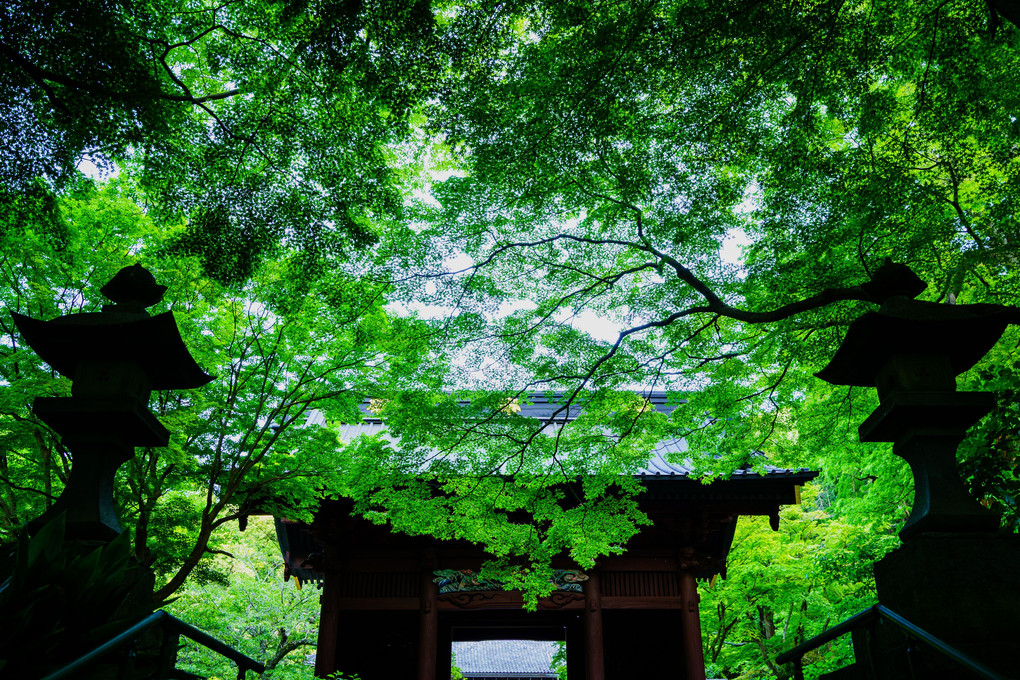 緑光、妙本寺。