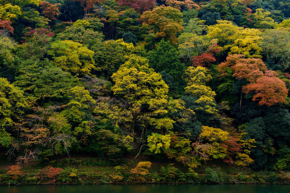 嵯峨嵐山錦秋之図