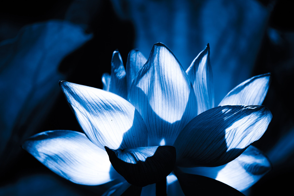 Cool Lotus Blue