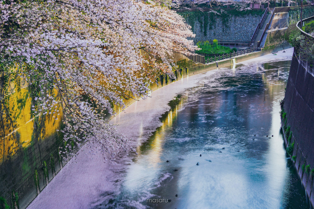 桜の川