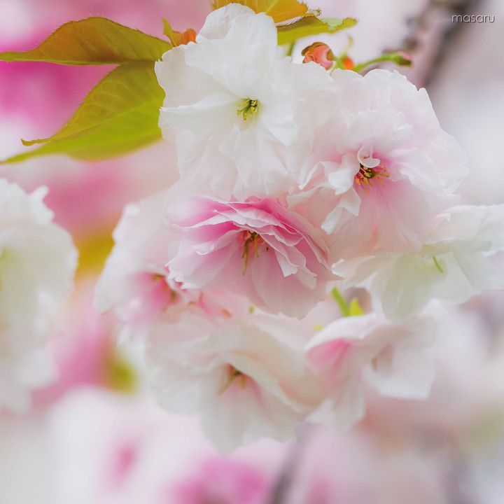 八重の桜 -1