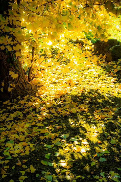 Autumn Yellow Light
