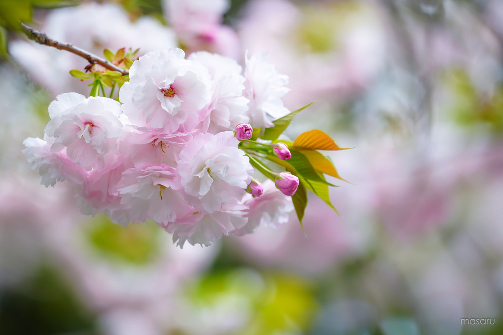 八重桜、寺に咲く。