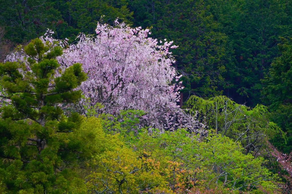 八重桜、寺に咲く。