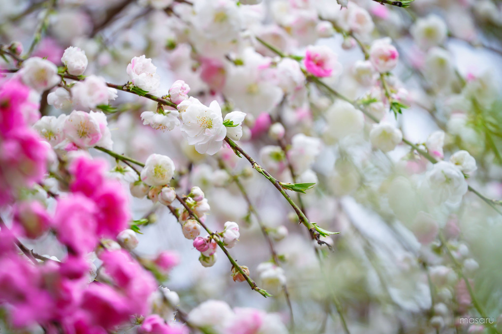 八重桜、寺に咲く。