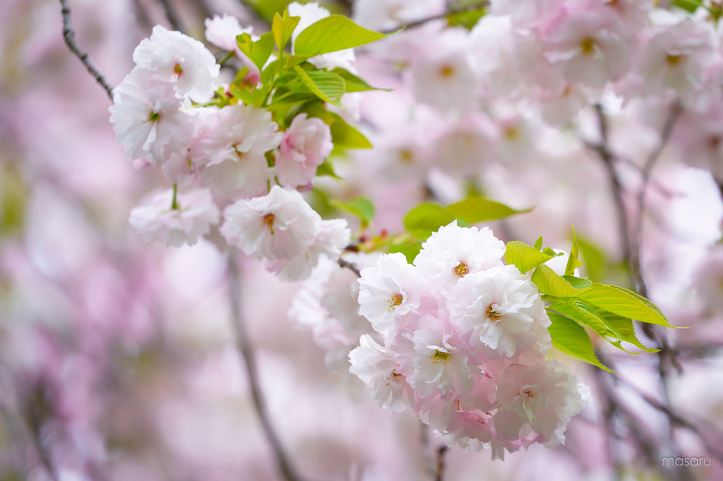 八重桜、寺に咲く。