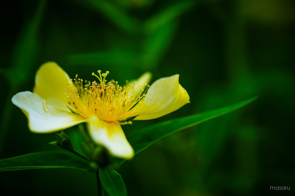 梅雨の草花、伍。