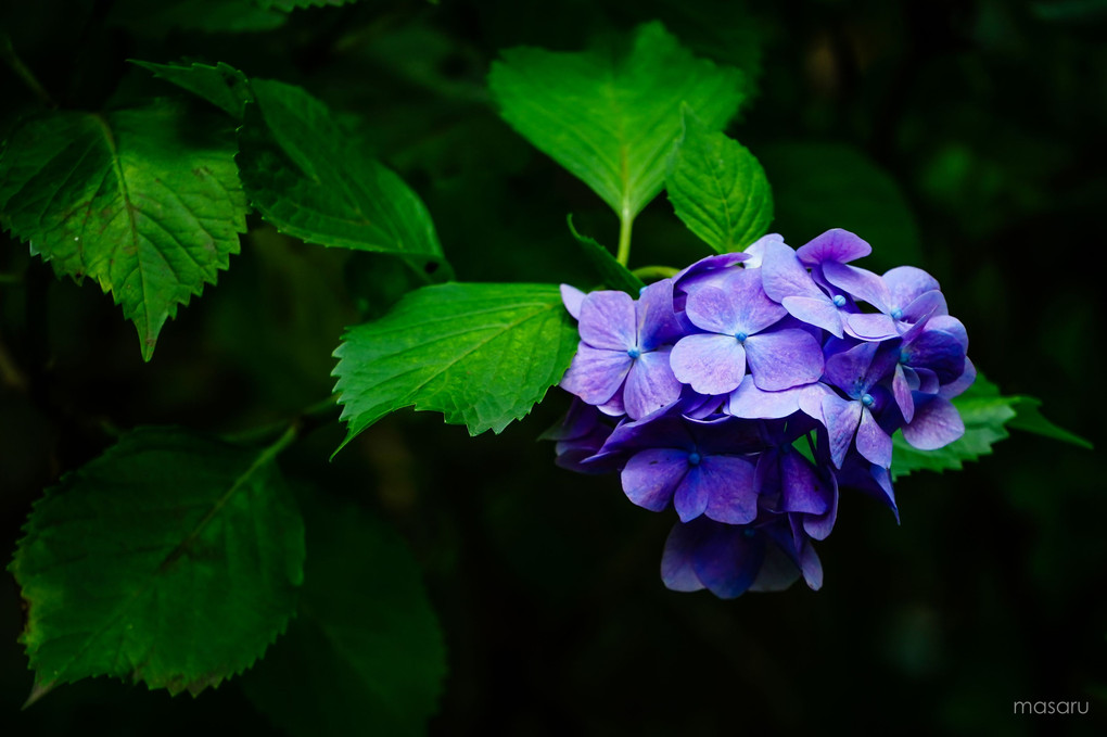 おおきに、紫陽花。