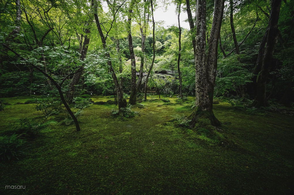 苔に包まれて、祇王寺。