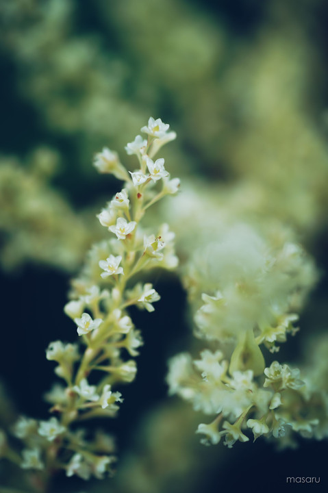 秋の草花、参。