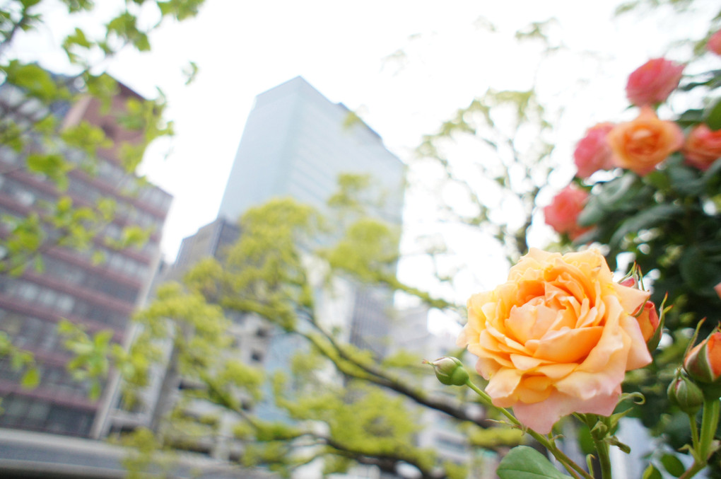 Rose in the city