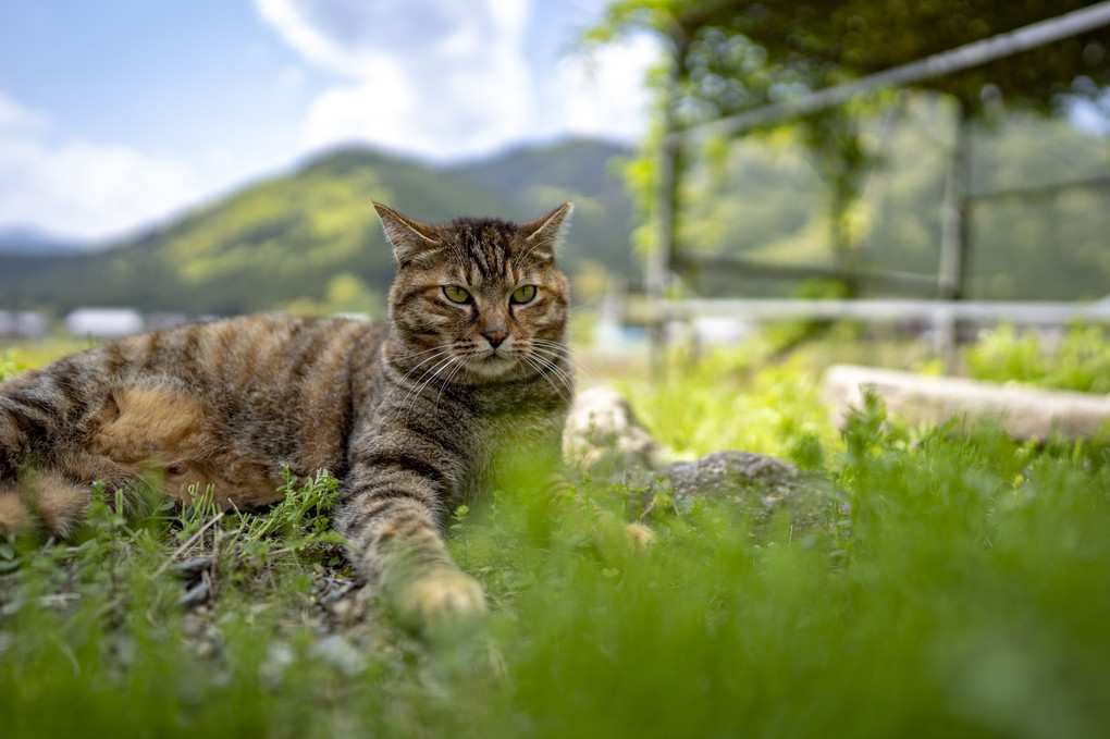 にゃんこと風景♪