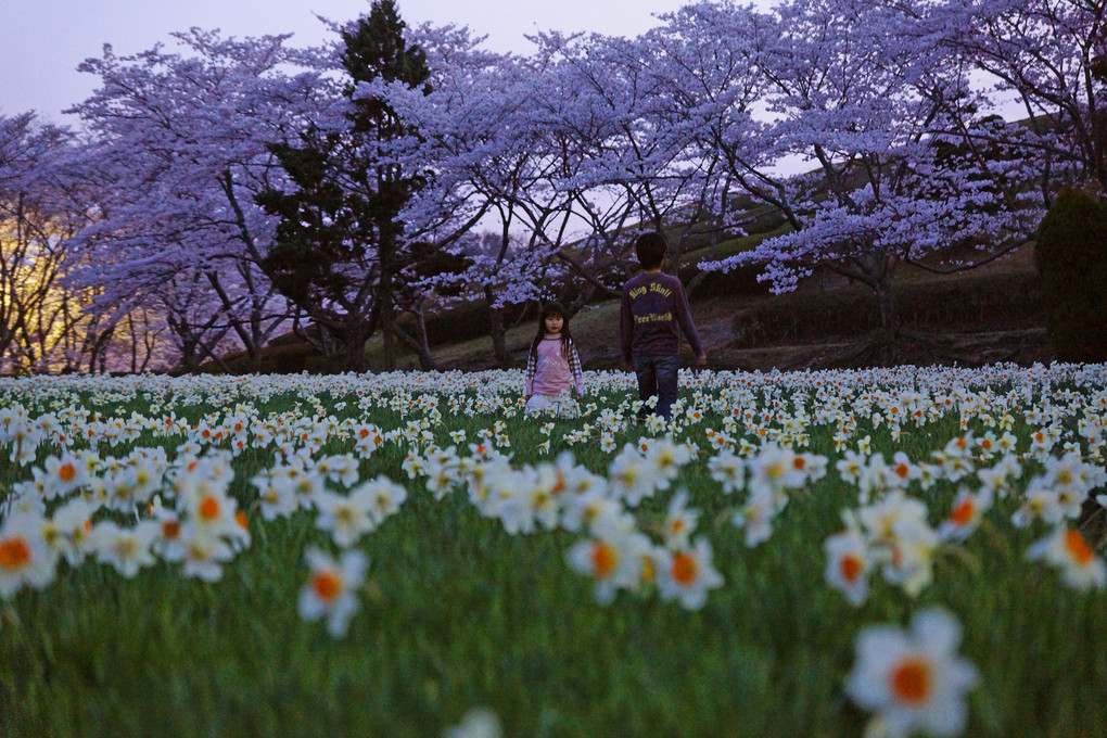 日没前の水仙と桜