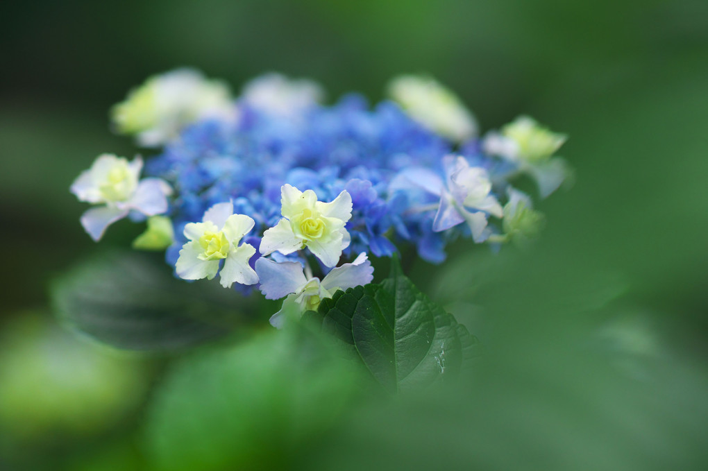 花の王冠