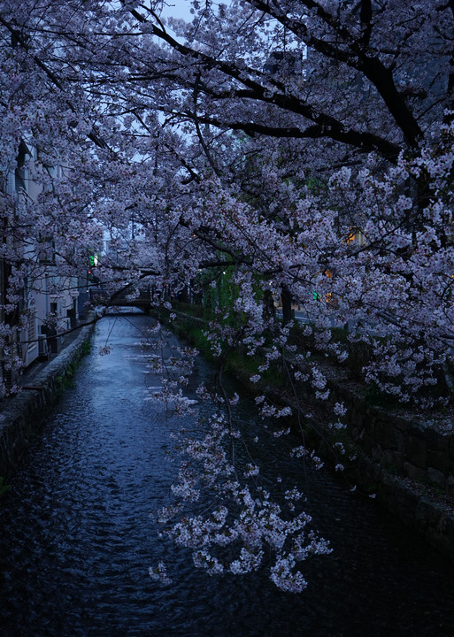 京都・高瀬川に跨る桜並木