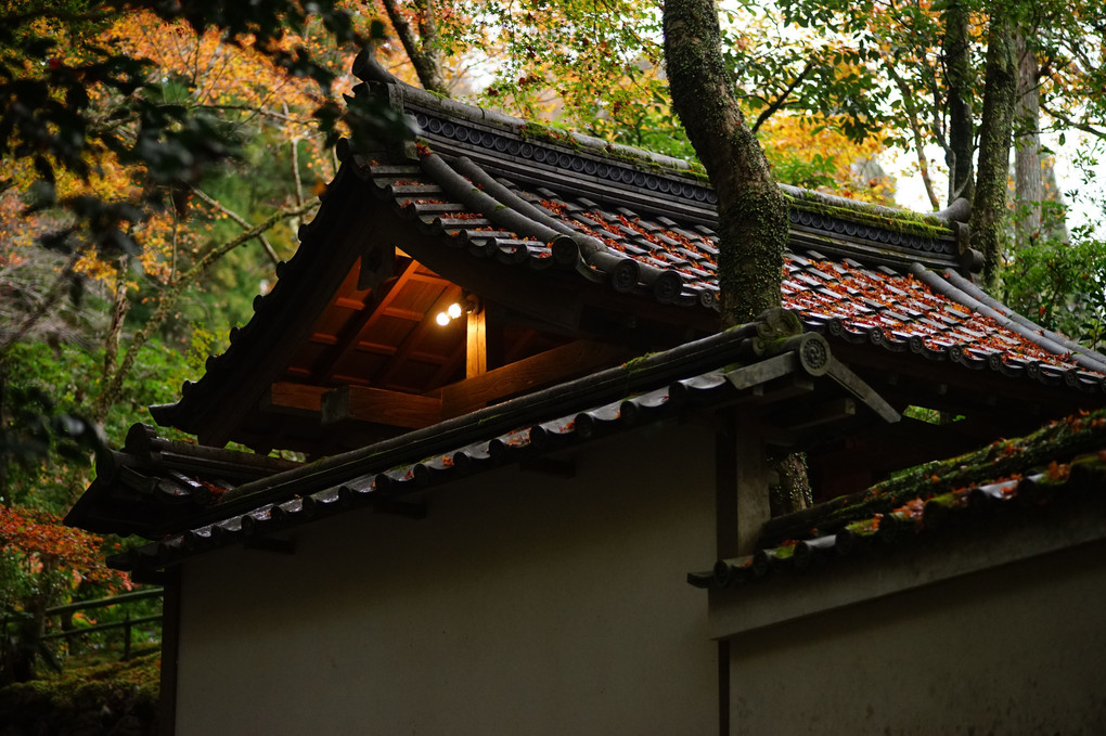 京都・高雄の高山寺を歩く