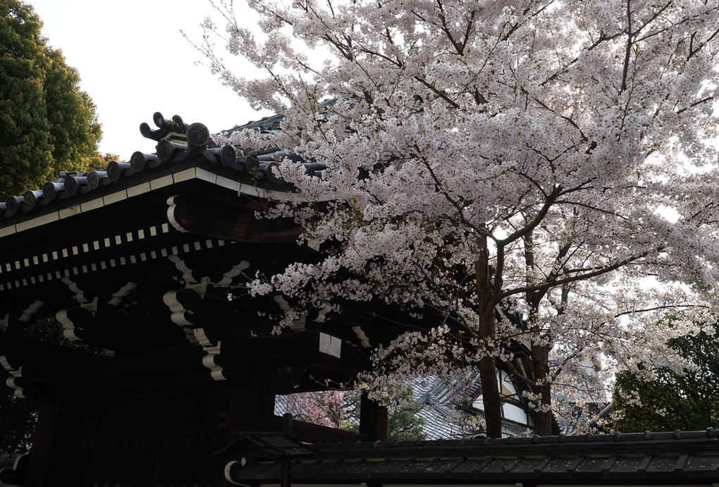 京都・佛光寺の桜