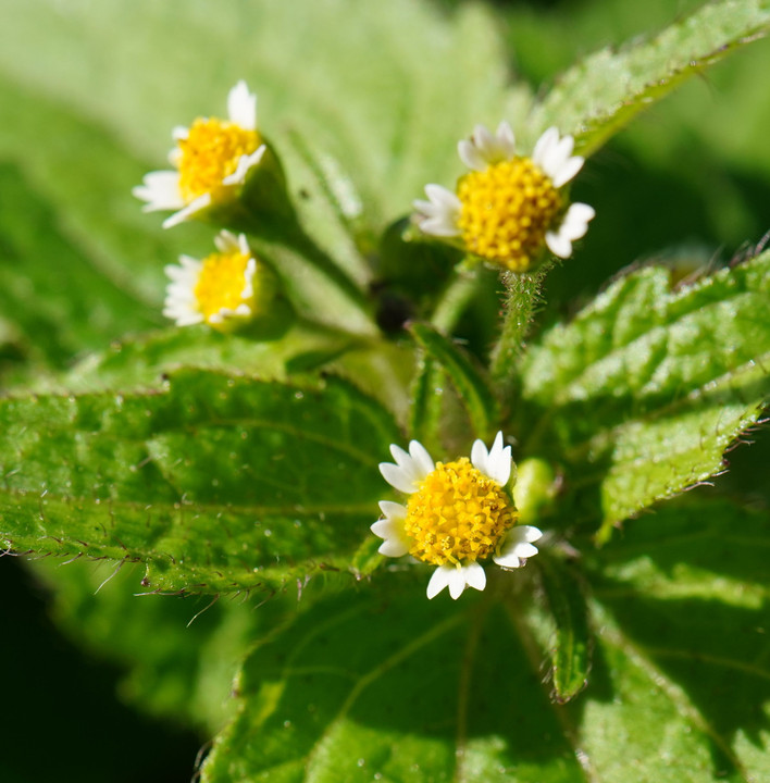 「掃きだめ菊」今年も健在